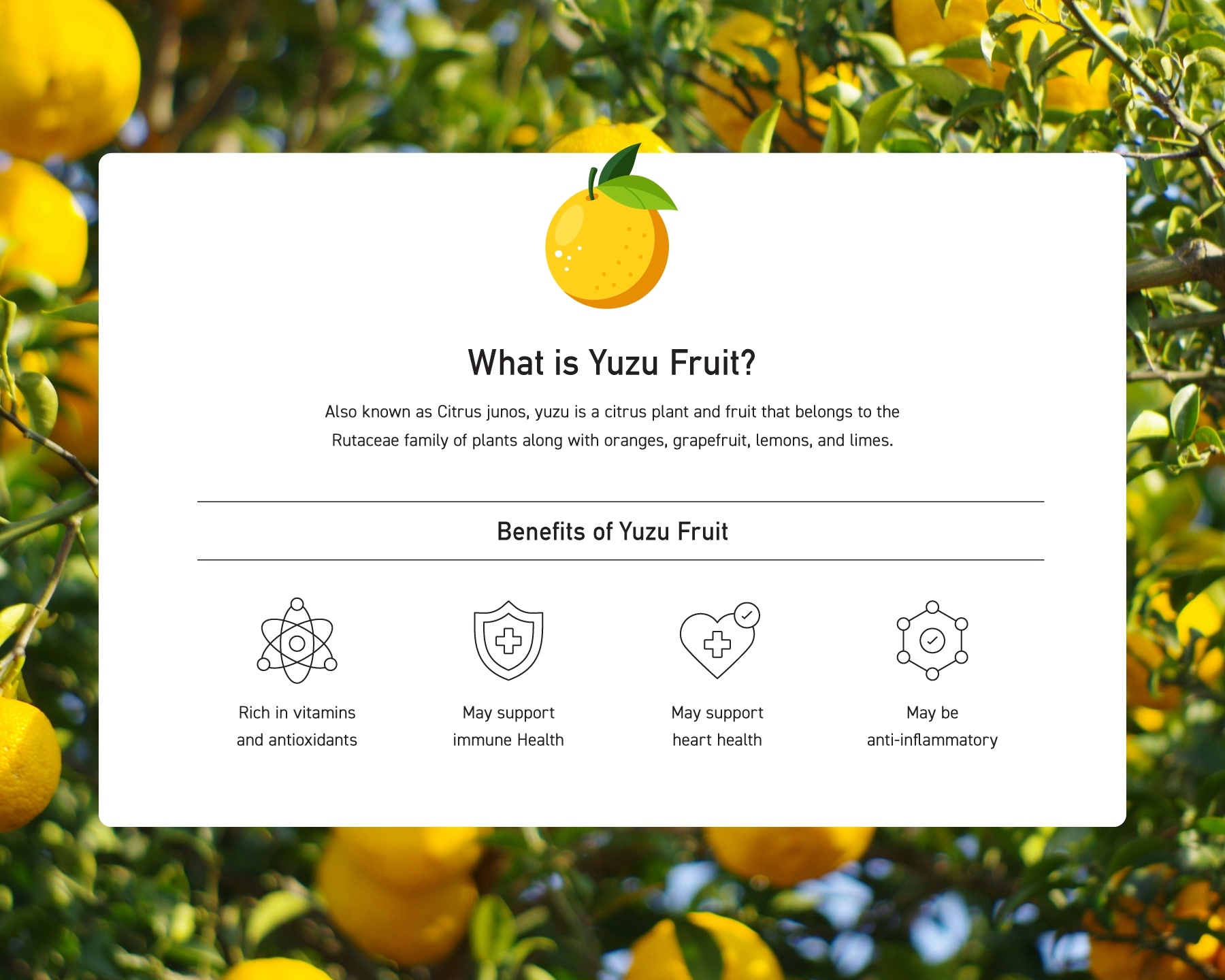 Benefits of Yuzu Fruit